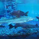 섬진강어류생태관 이미지