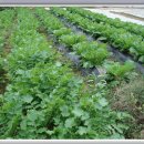 버드실샘 이미지