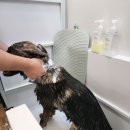 간지나개 이미지