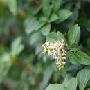 수호초 Pachysandra terminalis Siebold & Zucc. 종 이미지