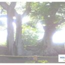 조은연리지 이미지