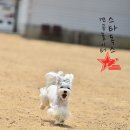 스타독 이미지