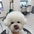 대구애견미용학원 비숑 귀툭튀 미용 후기, 2살 토리의 솜사탕 같은 빵빵한 변신!