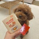 강아지스푼 이미지