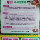 진도체리원 이미지