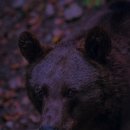 건강동물약국 이미지