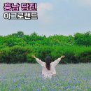당진 가볼만한곳 예산 아그로랜드 태신목장 수레국화 개화