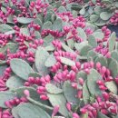 김윤식농장 이미지