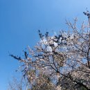 고성장수물 | 제주시 연동 장수물식당 방문 후기