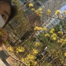 은산매화가든 | [2020가든서포터즈] 1인 발대식