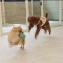 쿨 퍼피 이미지