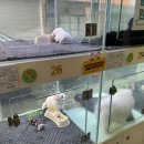 드림독 강아지분양 안심분양센터 부천점 이미지