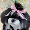 태원켄넬 이미지