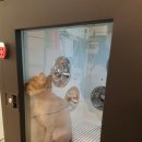 고양이 미용 미오 이미지