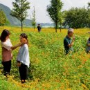 코스모스 산업 이미지