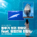 여행온여수 | <여수 여행> 여수 아쿠아리움 후기 벨루가 보고 거북이랑 물범한테 완전 힐링 받고 왔어요 [옥찌로그]