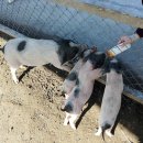 방대농장 이미지