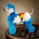 예쁜 강아지 이미지