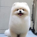 헬로멍멍 이미지