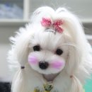 하나애견 이미지