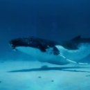 바다아이 이미지