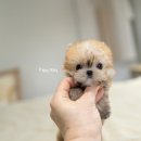 디자인독 이미지