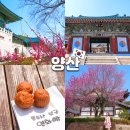 연화 | 양산 통도사 홍매화 우담바라 위치 카페 연화빵 후기