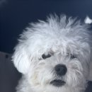 퍼피움 이미지