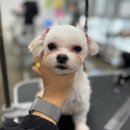 세종클래스애견미용학원