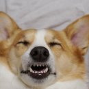 백호동물병원 이미지