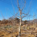 대호농장 | 경북 영주 명품 사과, 대호농장, 겨울철 전정작업 후기 (전, 후)