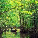베트남 메콩강 유역 맹그로브 숲 이미지