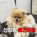 털이몽땅 이미지