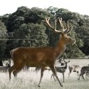 설화사슴목장 이미지