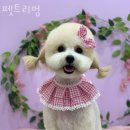 펫트리멍 네이버블로그