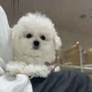 포더독스 강아지 강서 마곡점 이미지