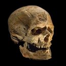 에이치사피엔스(H.Sapiens) | [세계사] 1. 역사와 인간 - 인류의 진화