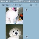 캐비어동물병원 이미지