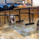 까페 개정촌 이미지