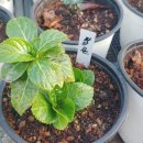 안이하우스 이미지