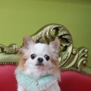 올리브 펫 이미지