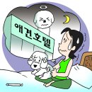 황금애견 서울신문