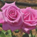 장미공원C 이미지