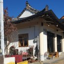 다시(cafe DASI) | 경주 불국사 예쁜 애견 동반 카페 다시, 봄 Dasi, bom in Gyeongju (feat.고양이)