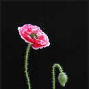아름다운 꽃 이미지 이미지