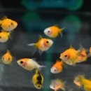 피쉬갤러리 천안점 이미지