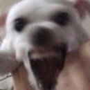 더드림망원점 이미지