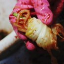 김창배농장 | 괴산절임배추10kg가격, 김장담그는법