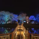 석성 옛 우체국 | 벚꽃야경 맛집 !! 지금이 피크 골정지!!