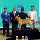 제8회 KKF 한국 애견연맹 대전지부 스페셜티쇼 대상(BISS) 금바우 RBISS 현광 이미지